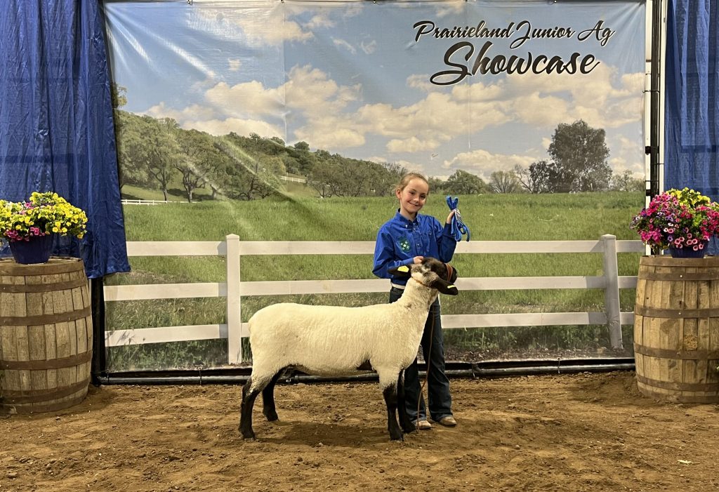 Cloverbud Showman Sheep