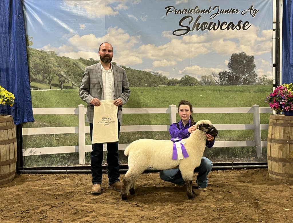 Grand Champion Sheep