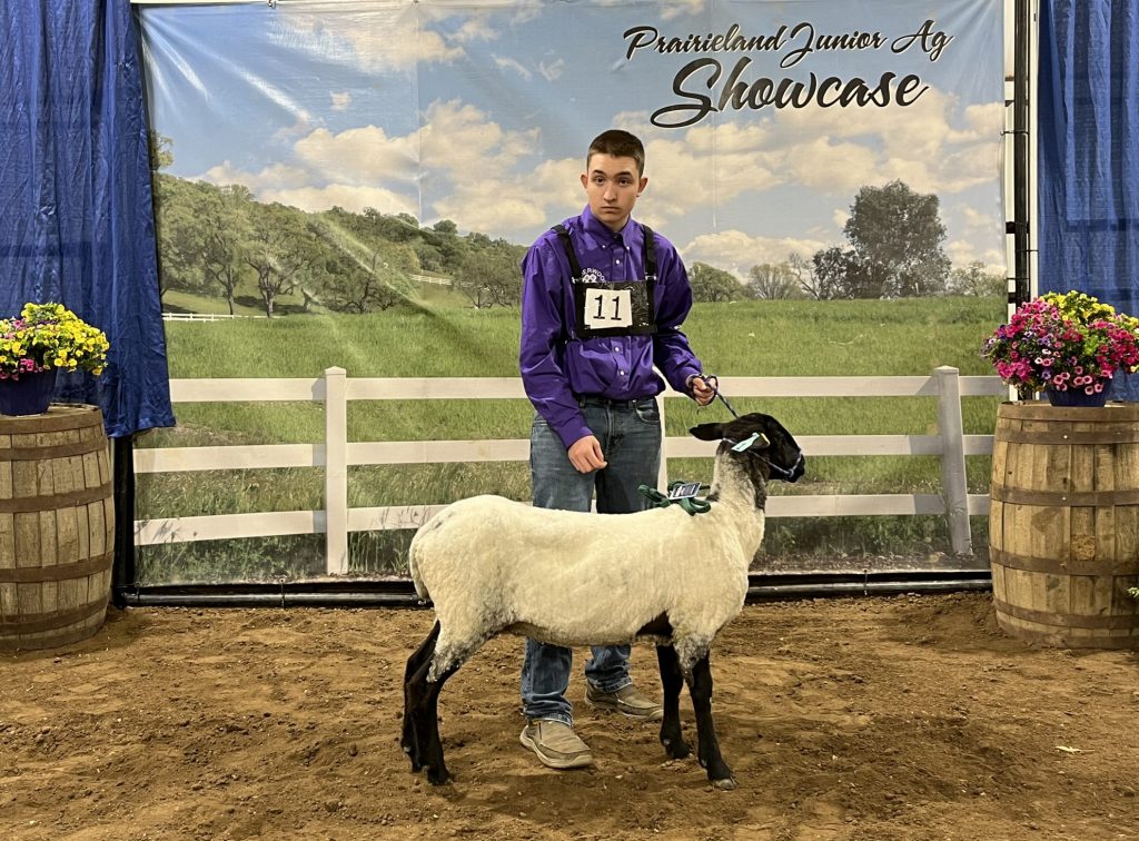 Intermediate Showman Sheep