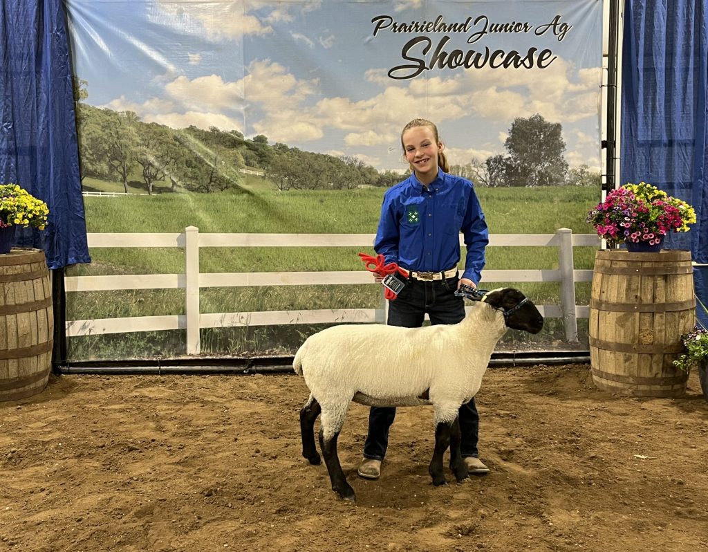 Junior Showman Sheep