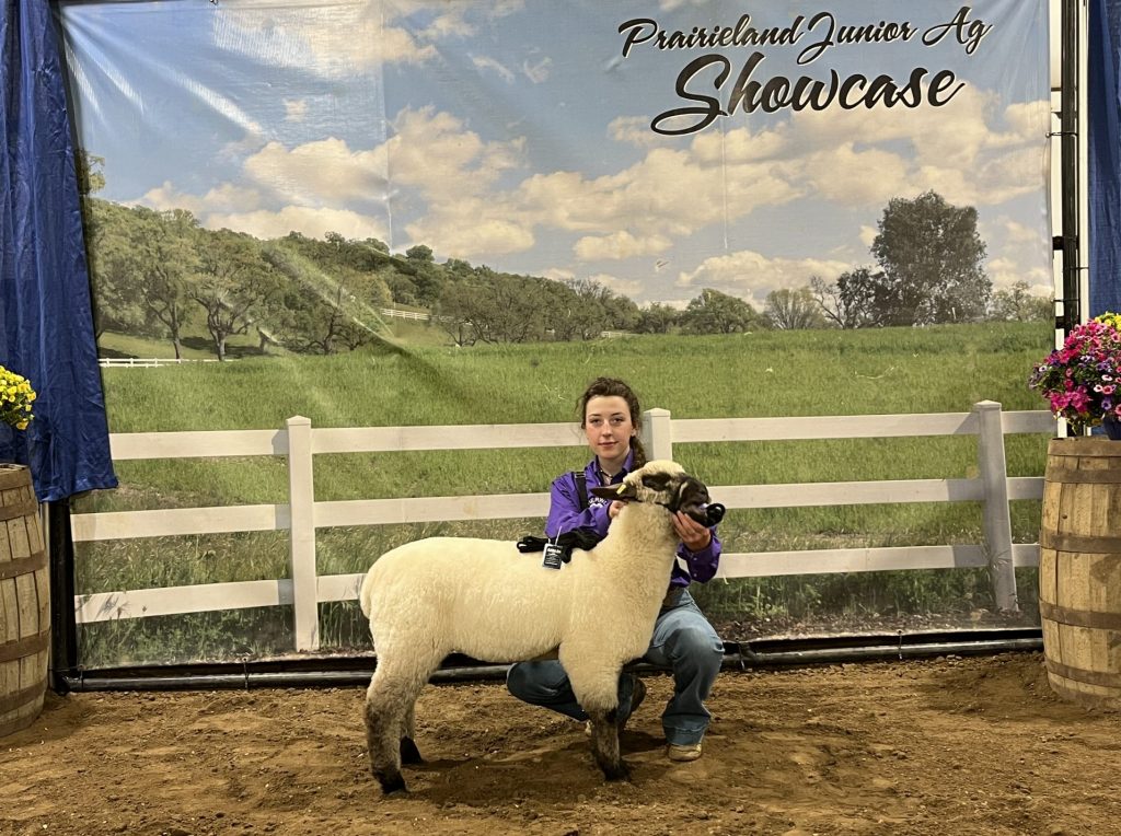 Senior Showman Sheep