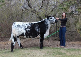 2021 Market Steer 4th place