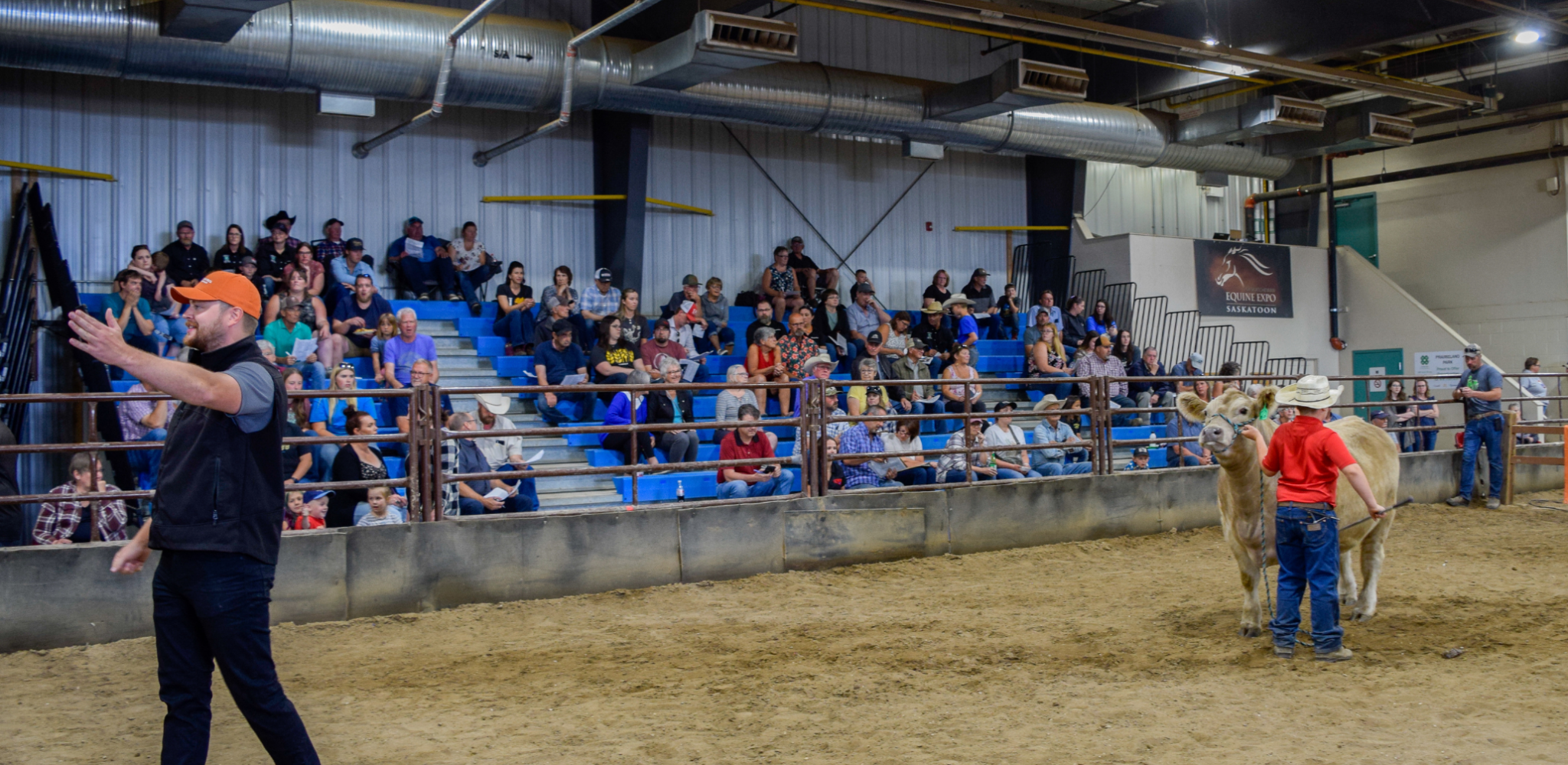 Steer sale auction at the Junior Ag Showcase in Saskatoon, Saskatchewan